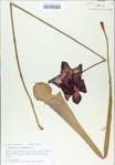 TTRS_000009018-thumbnail.jpg