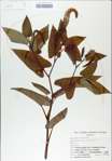 TTRS_000009035-thumbnail.jpg