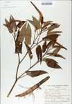 TTRS_000009036-thumbnail.jpg