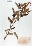 TTRS_000009037-thumbnail.jpg