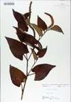 TTRS_000009040-thumbnail.jpg