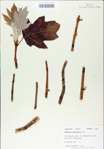 TTRS_000009046-thumbnail.jpg