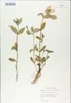 TTRS_000009145-thumbnail.jpg