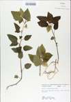 TTRS_000009298-thumbnail.jpg
