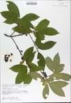 TTRS_000009393-thumbnail.jpg