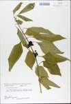TTRS_000009652-thumbnail.jpg