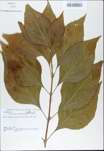 TTRS_000009653-thumbnail.jpg