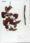 TTRS_000009832-thumbnail.jpg