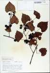 TTRS_000009838-thumbnail.jpg