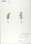 TTRS_000010017-thumbnail.jpg