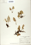 TTRS_000010019-thumbnail.jpg