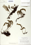 TTRS_000010020-thumbnail.jpg